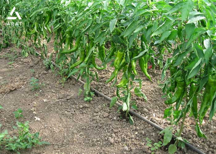 کاهش مصرف آب هزینهها با سیستم آبیاری هوشمند قطرهای